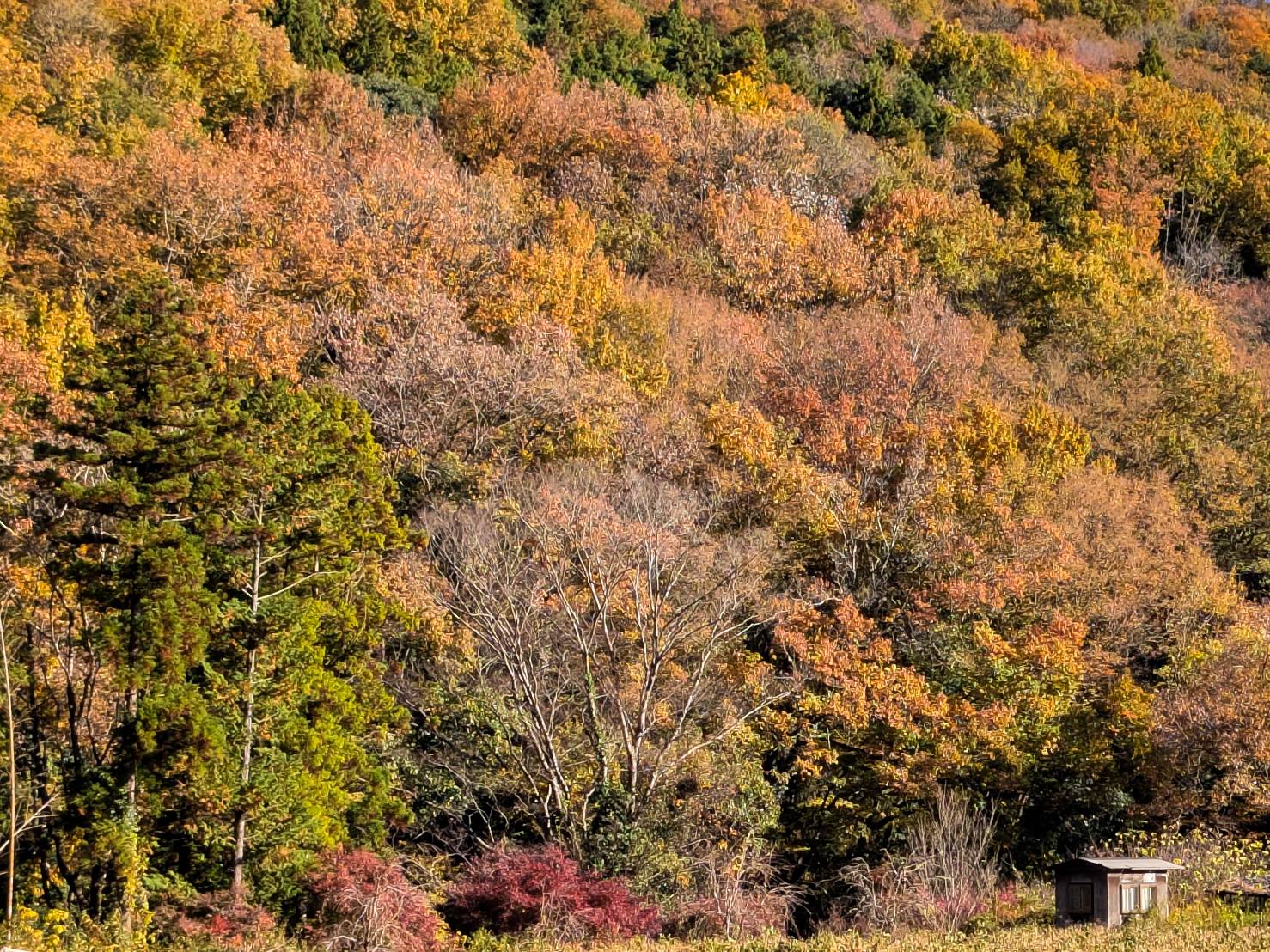 CURRY&NOBLE 強い女 (小川町)